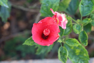 扶桑花
