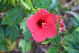 扶桑花