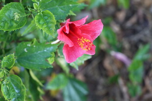扶桑花