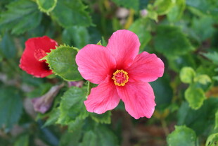 扶桑花