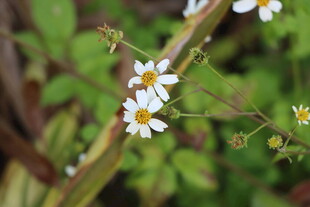 野菊花