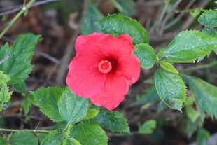 扶桑花