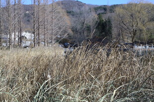 公园风景  