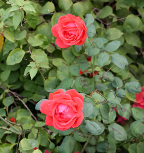 月季花