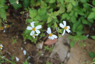 野菊花