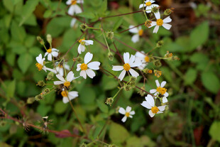 野菊花