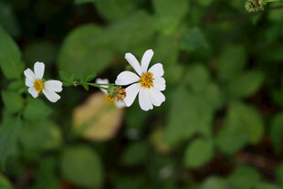 野菊花