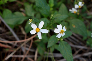 野菊花