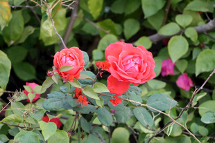 月季花