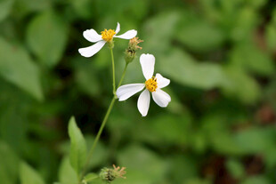 野菊花