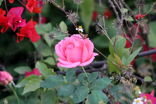 月季花