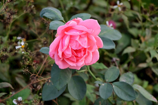 月季花