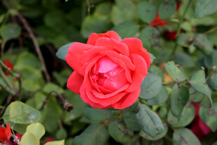 月季花