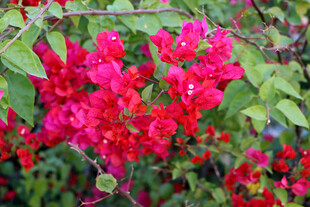 月季花