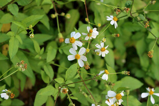 野菊花