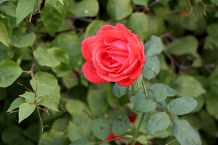 月季花