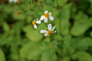 野菊花