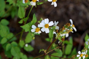 野菊花