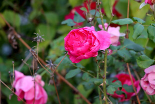 月季花