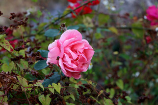 月季花