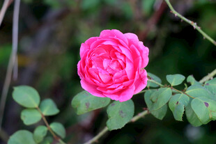 月季花