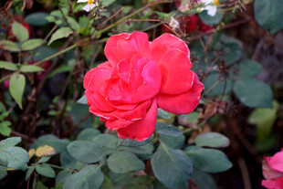 月季花