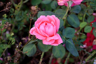 月季花