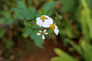 野菊花
