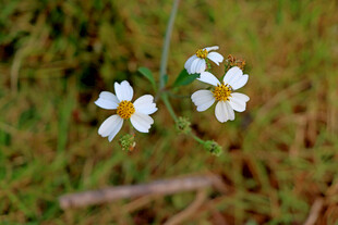野菊花