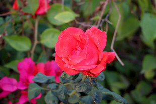 月季花