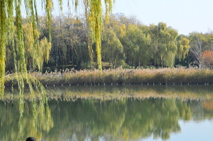公园风景  