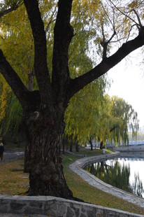 公园风景 