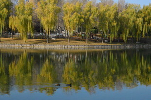 公园风景 