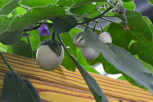 观赏茄子 