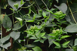 炮仗花 