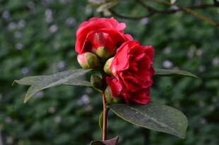 山茶花  