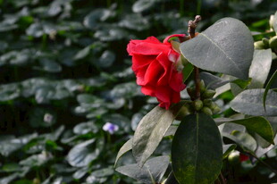 山茶花 