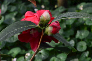 山茶花 
