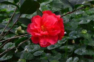山茶花 