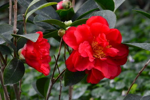 山茶花  