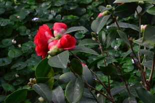 山茶花 