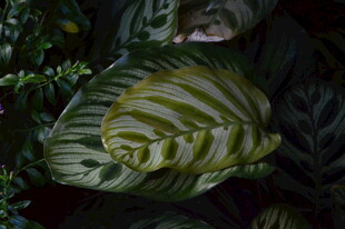观叶花草  