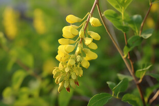 黄芪