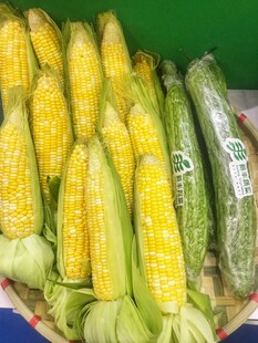 玉米