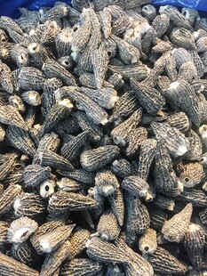 羊肚菌