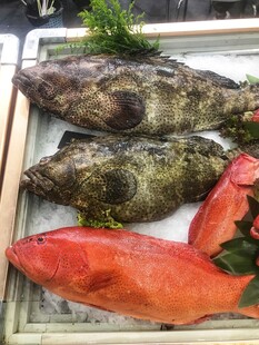 东星斑 青斑鱼