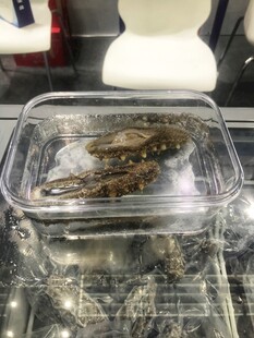 海参