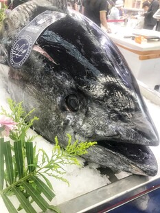 蓝鳍金枪鱼