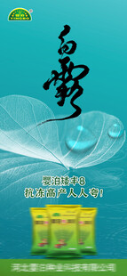 白露