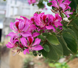 紫荆花